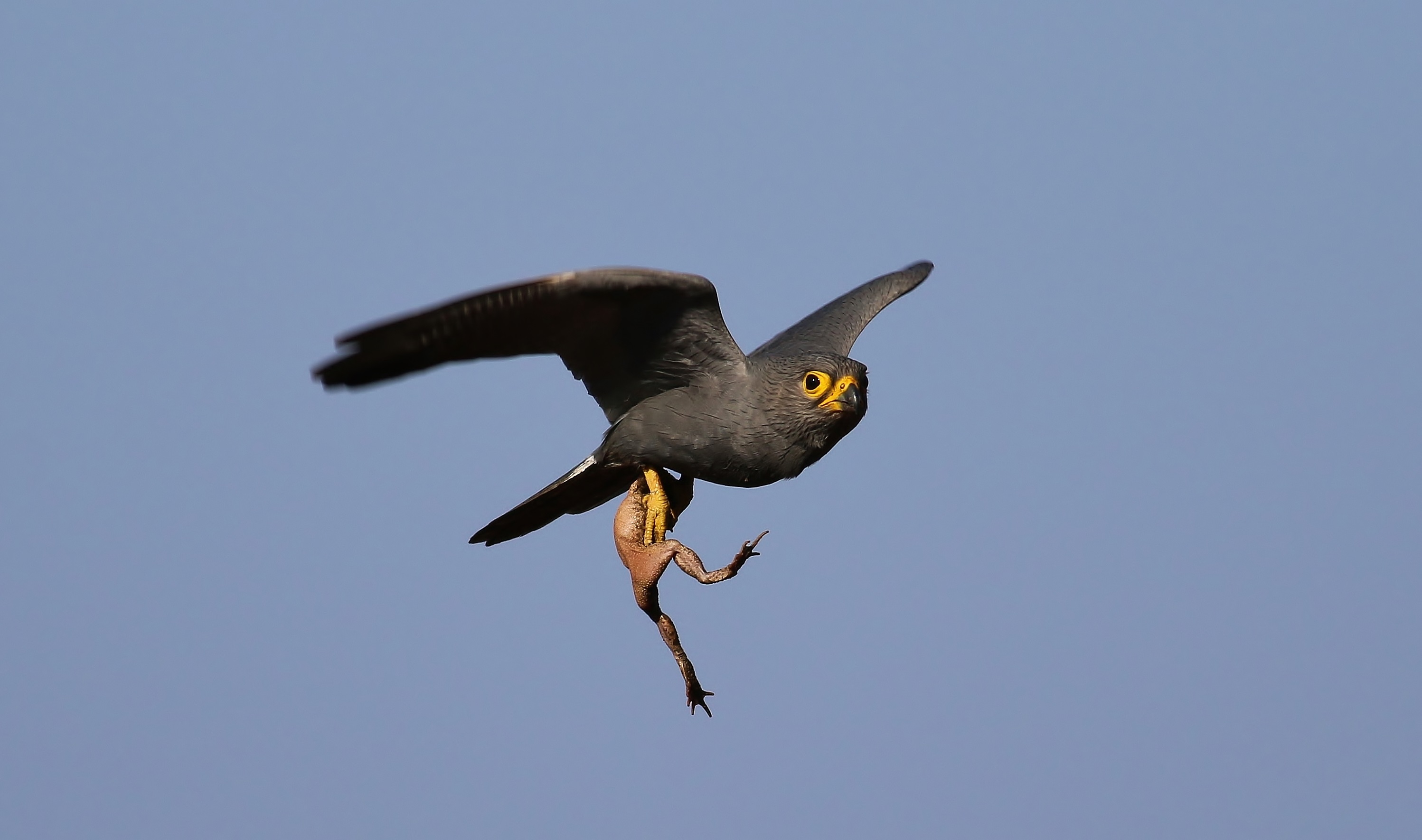 Gray Kestrel